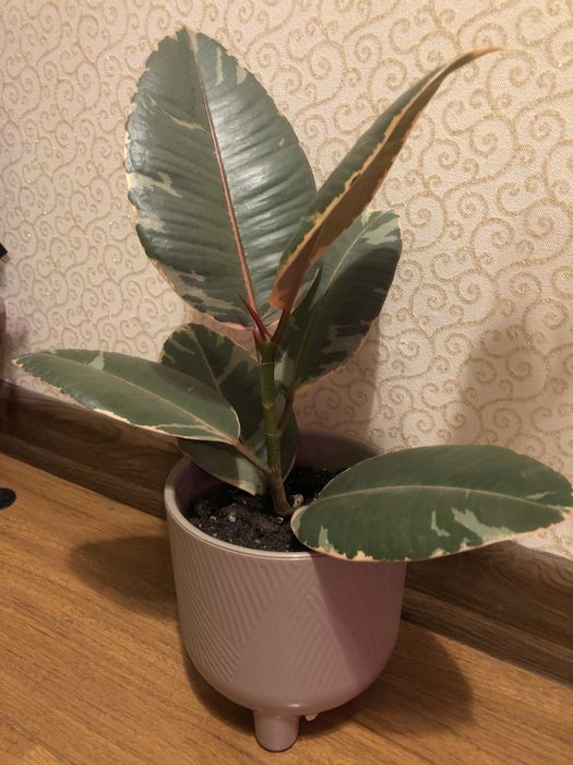 Фикус Белиз королевский