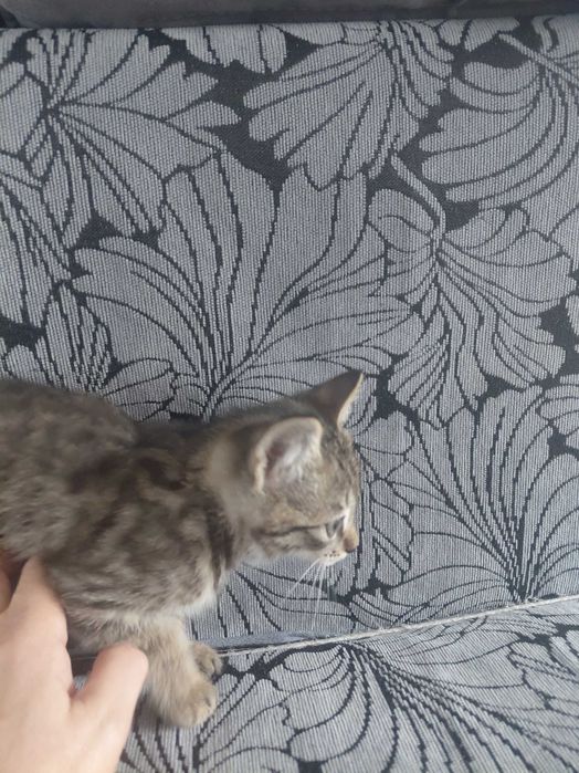 Котята,  1,5 месяца, мальчики, отдам даром