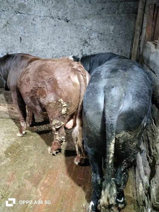 Бычки на откорме