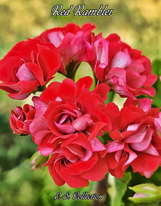 Различни цветя: сортови мушката, каланхоета и др.