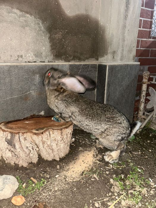 Продам крола Фландер