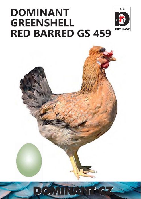 Новопронесли кокошки носачки, снасящи цветни яйца 6  МЕСЕЧНИ