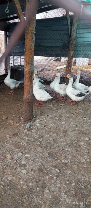 Продаю гусей и уток