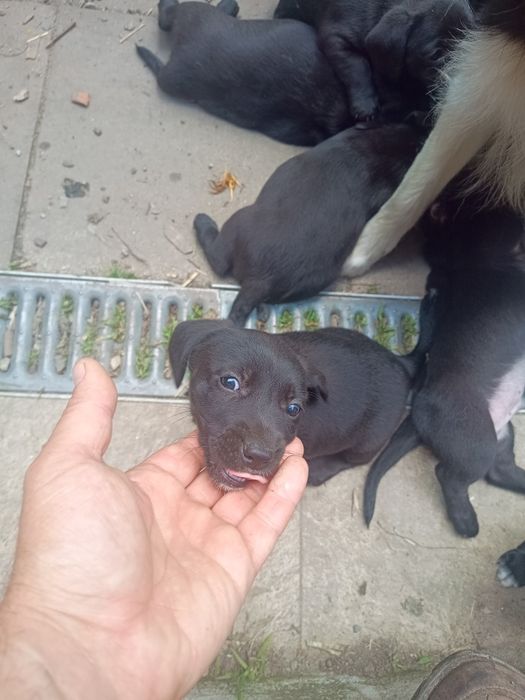 Adopție/donez căței metis