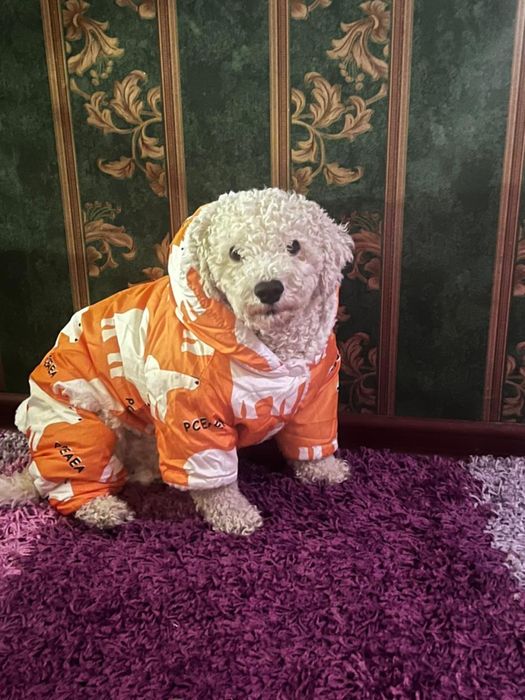 Вязка кобель Бишон фризе