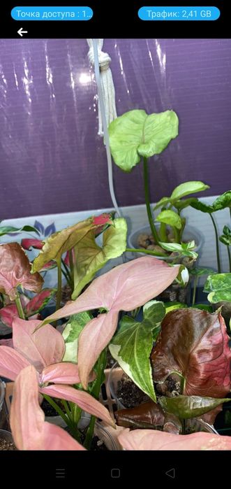 Продам Мох лесной