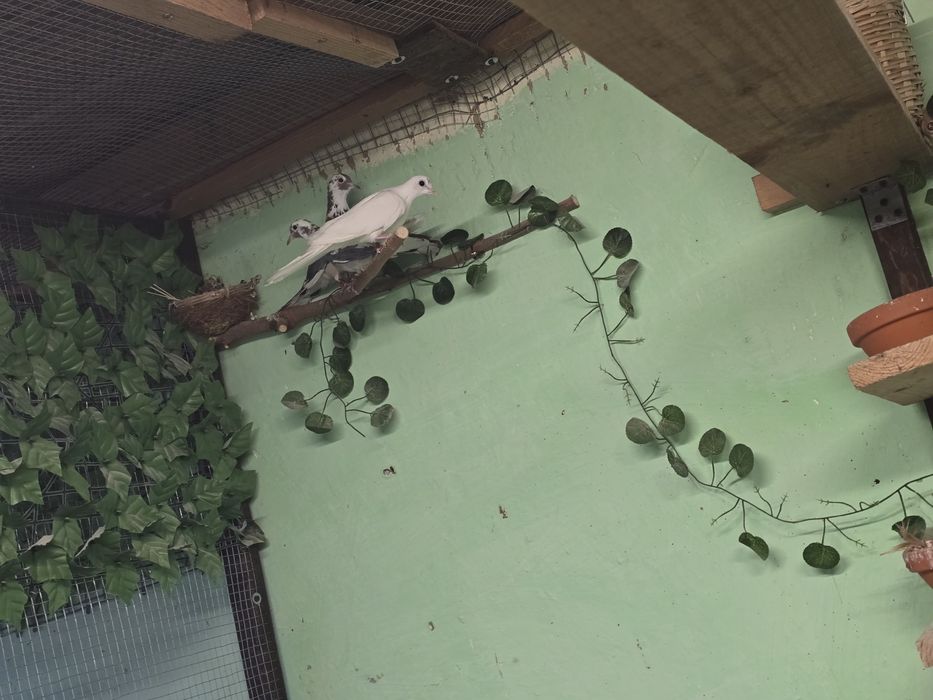 Сенегал Мутация-Шарена