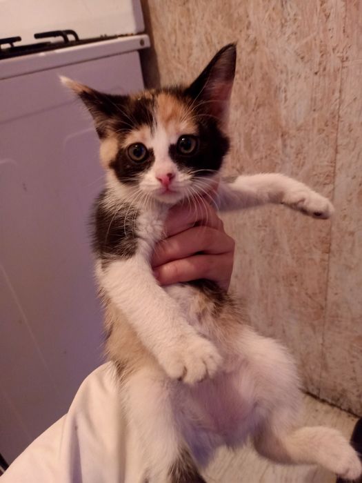 Кошка бесплатно.