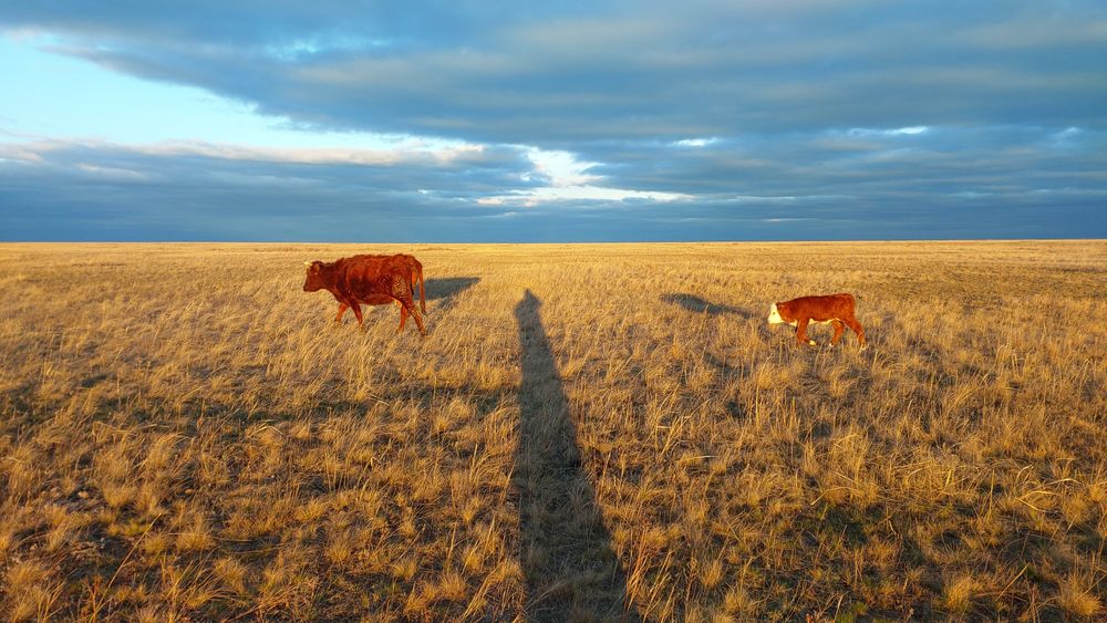 Продам коров с телятами