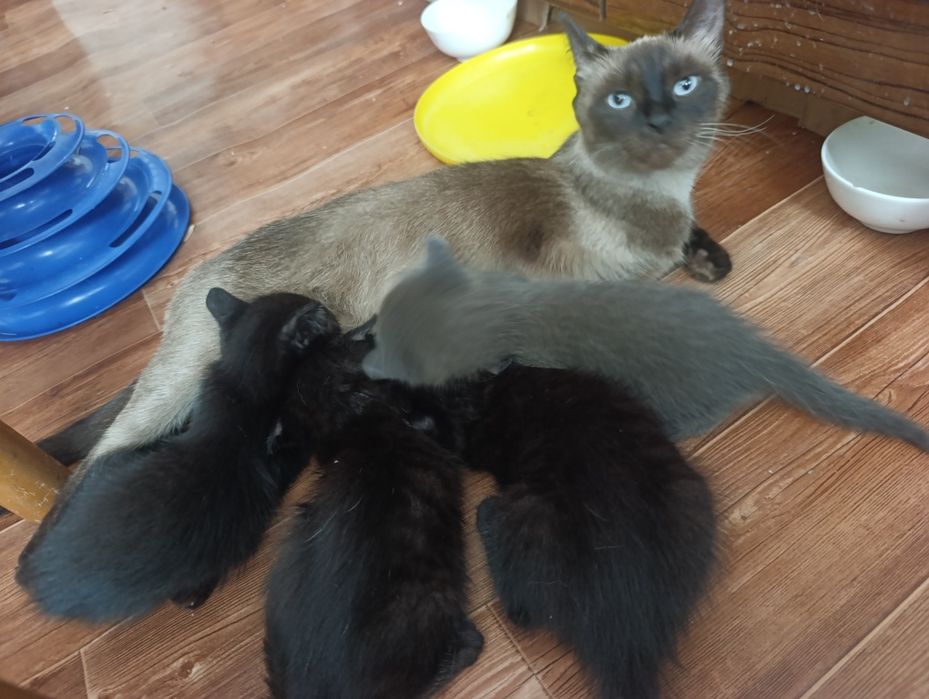 Котята от сиамской мамы