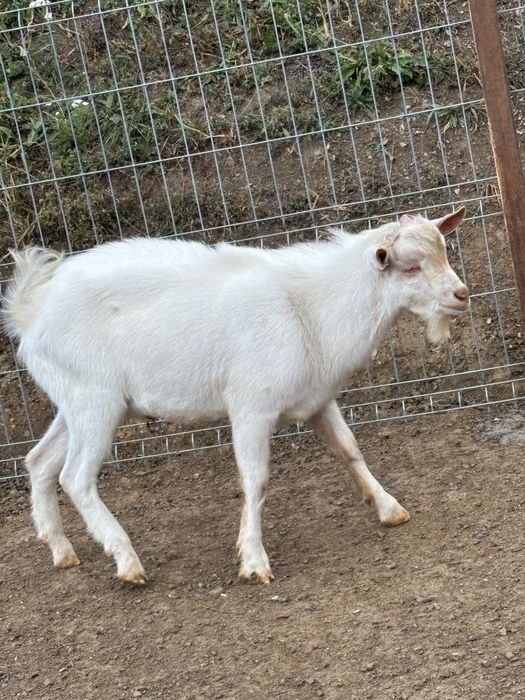 Țap Saanen de vânzare