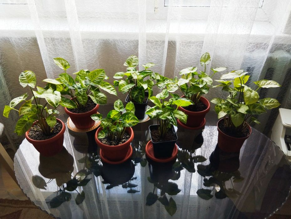 Продам комнатный цветок "Сингониум"