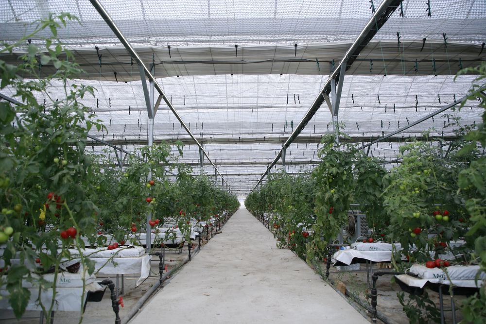 Issiqxona.parnik.teplitsa.иссиқхона парник теплитца