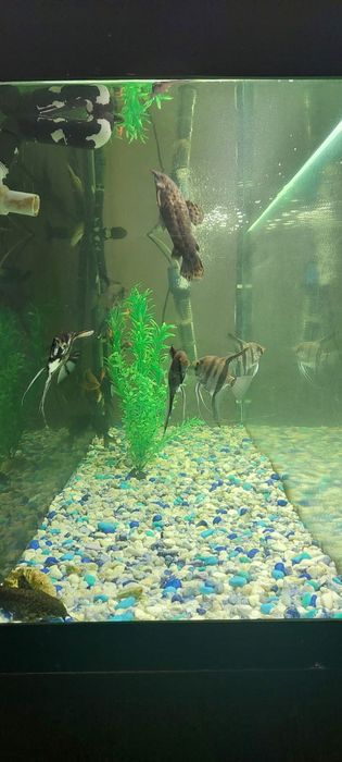 Аквариум с рыбками