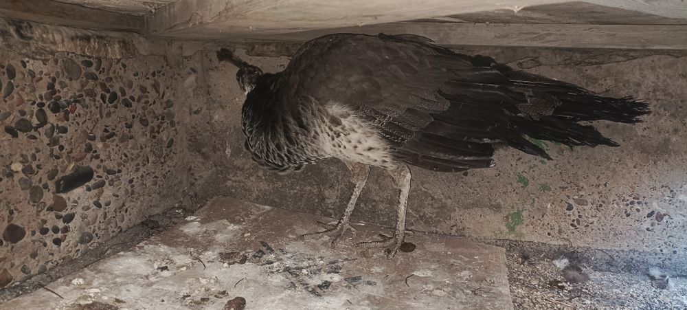 Продается павлин самка