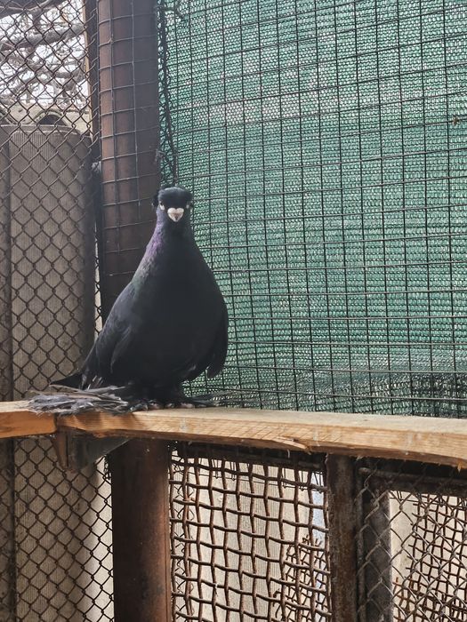 Продам голубя молодай