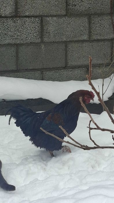 Продам петухов молодых