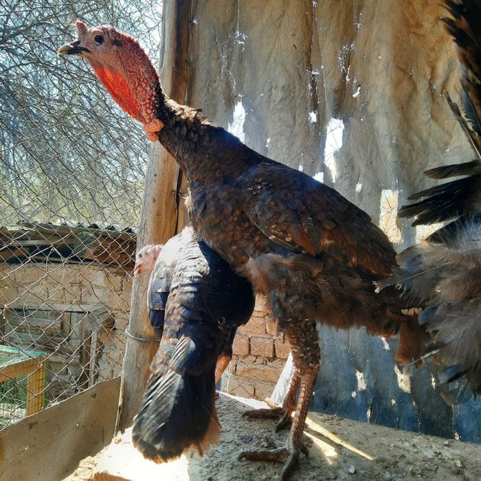 Продам  домашних индюков