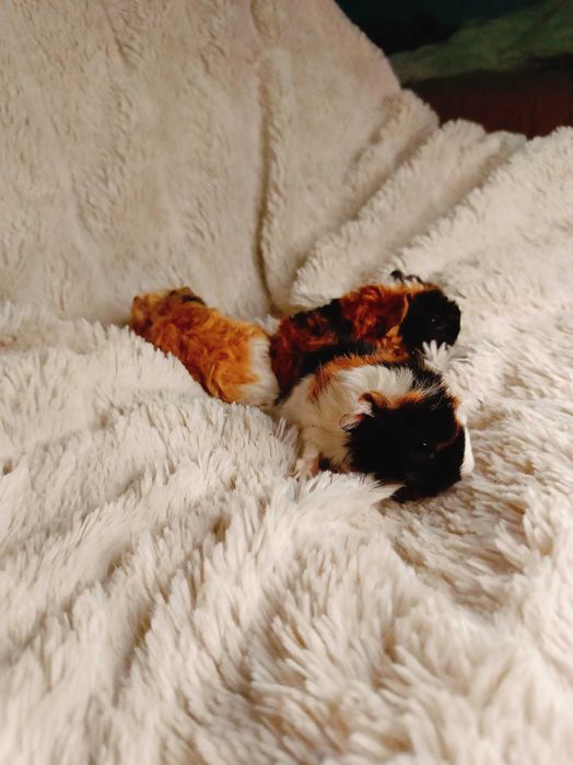 Морски свинчета альпако и зайчета