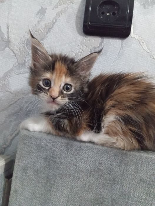 Мейн-кун котенок