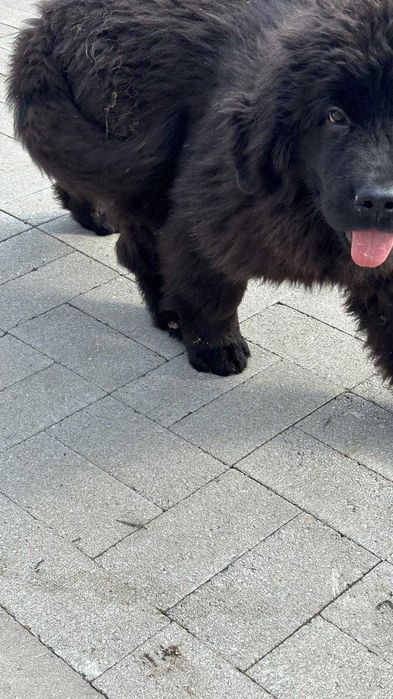 vand Terranova fetita