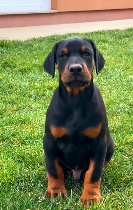Pui doberman deosebit