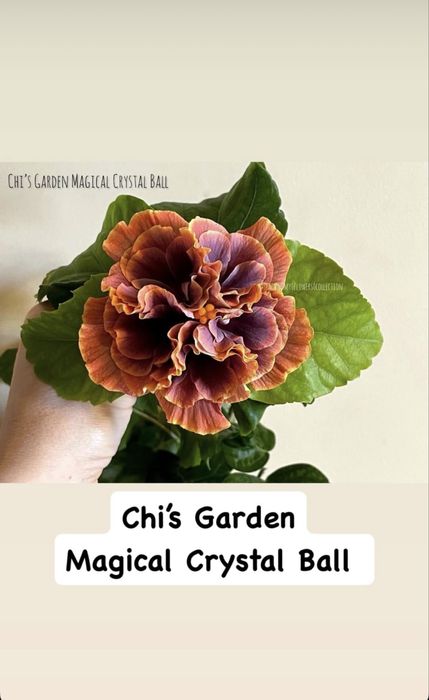 Продам сортовой гибискус