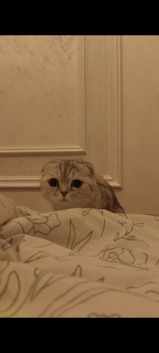 Skodish full qiz bola mushuk