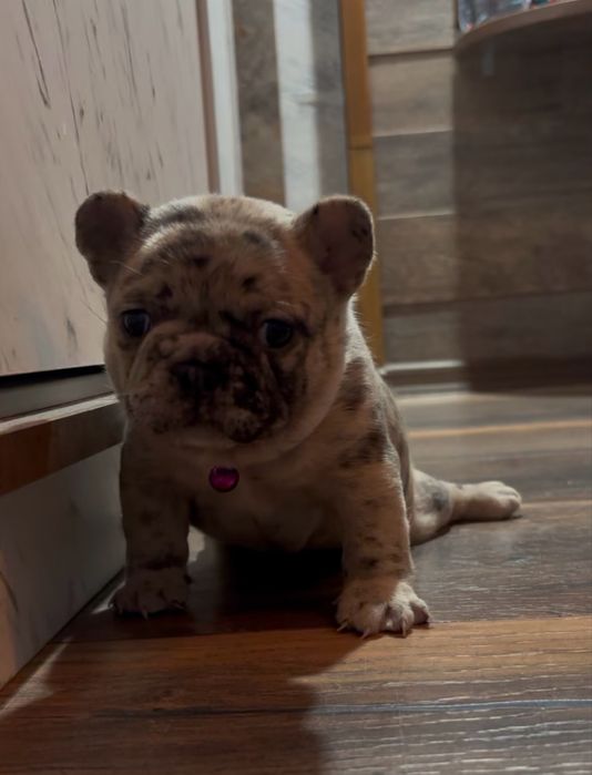 Френски булдог , марле .