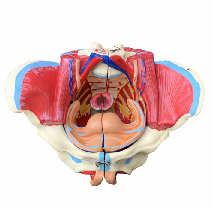 Anotomik mulyaj maket model.Анатомические модели муляжи макеты скелеты