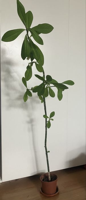 Plante apartament Monstera, cactusi, Kalanchoe, planta cauciuc, ficus Benjamina