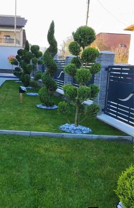 Plante ornamentale,gazon rulou,piatra decorativa,spartura alba,fantazi ratezieje,piatra cubica ,livram si montam in toata tara personal,oferim factura
