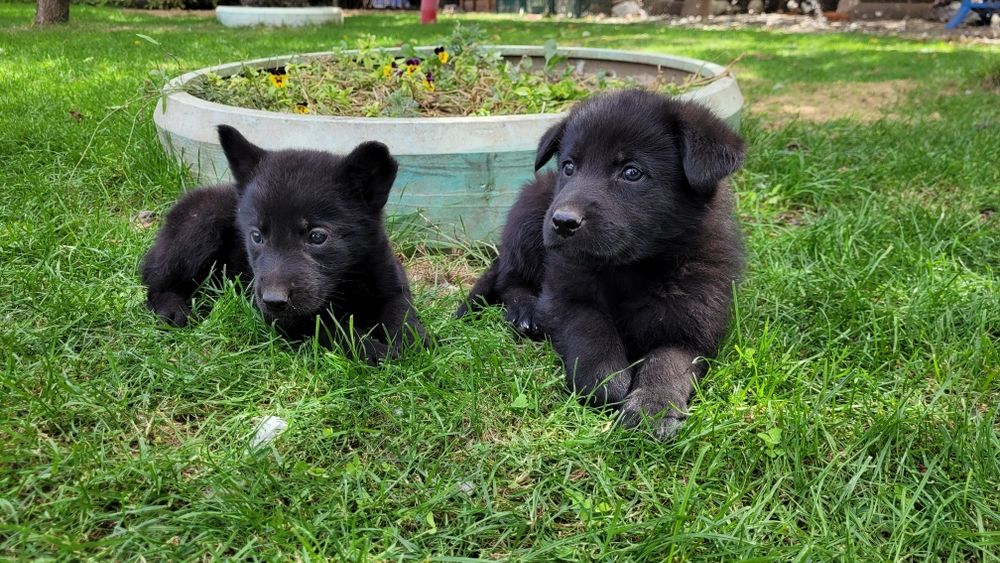 Ciobanesc german  linie  lucru