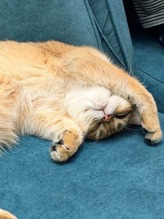 Золотая шиншилла ny11 очень ласковая и игривая