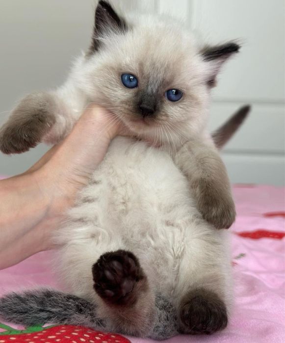 Ragdoll puiut frumos