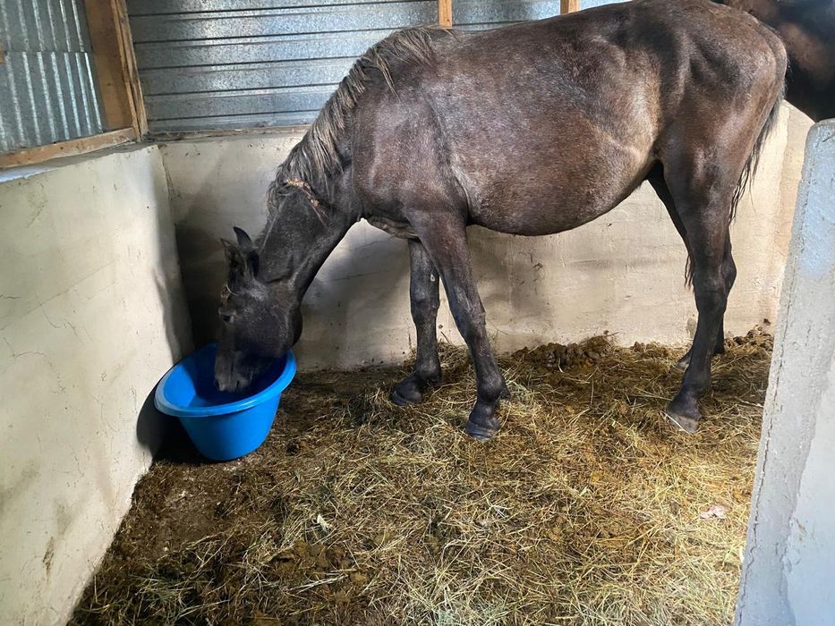 Продам лошадей с откорма