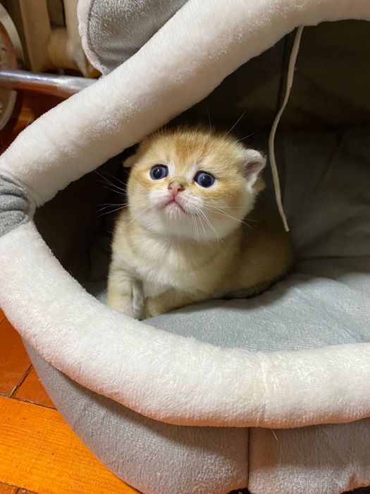 Продаю британских котят, качества люкс.