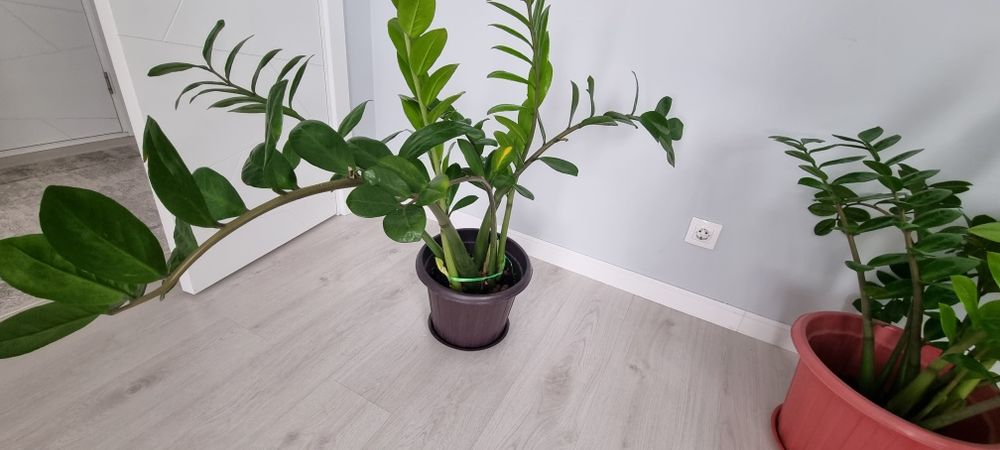 Замиокулькас (долларовое дерево)