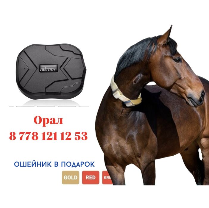 жпс для скота. жпс трекер для животных лошадей. жпс для лошадей. жпс трекер для животных лошадей. жпс чип для лошадей спутниковый.