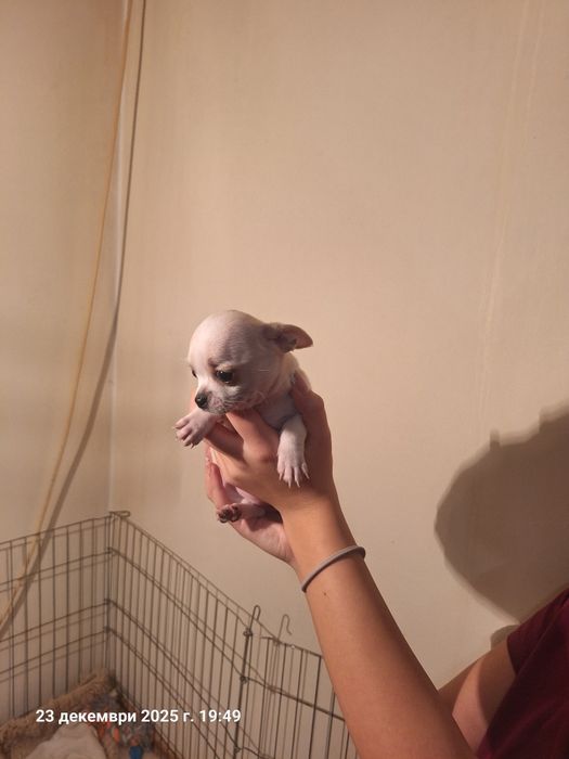 Мини чихуахуа ,едно момче и едно момиче.