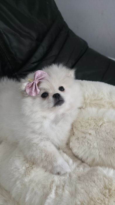 Fetita Spitz Pomerinian