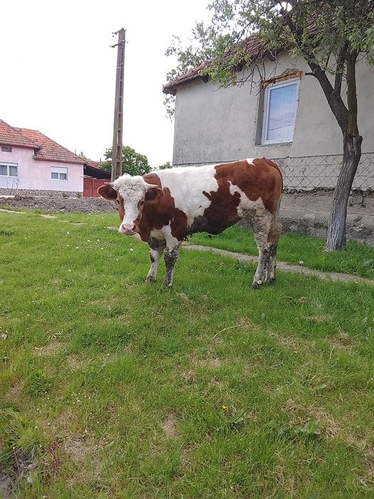 Vând vitea de un ani