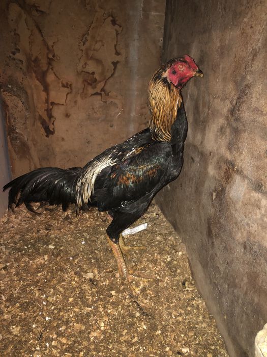 Дакан бойцовский петух