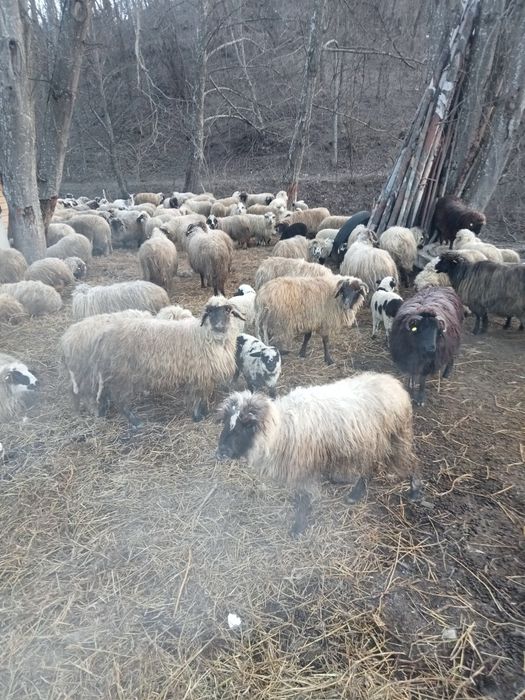 Vând 150 oi cu miei
