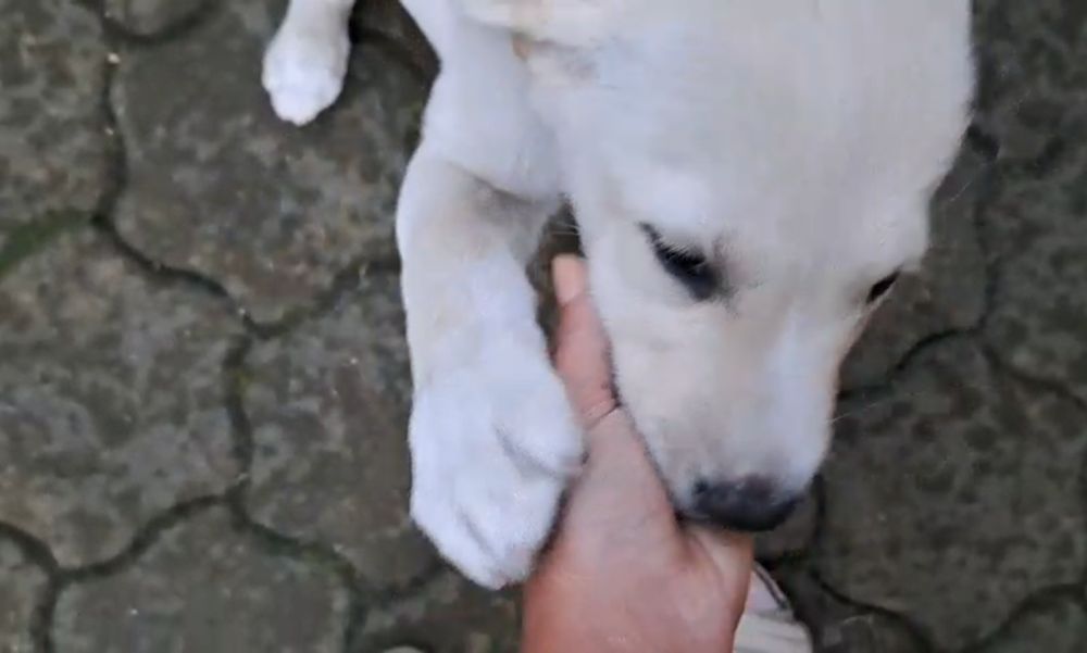 Pui de Labrador fetiță, 3 luni