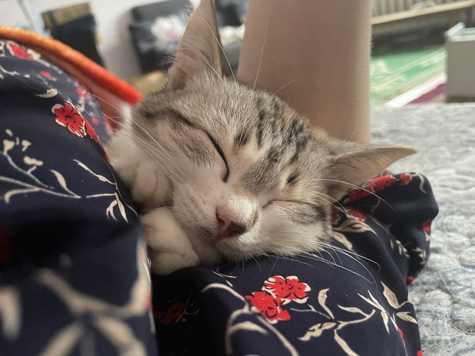 Отдам Котенка