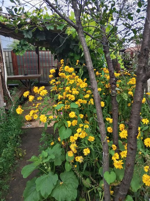 Продам дачу, уютная, все насаждения