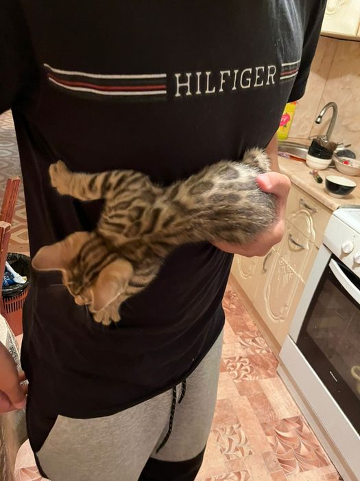 Продам котят Бенгал.
