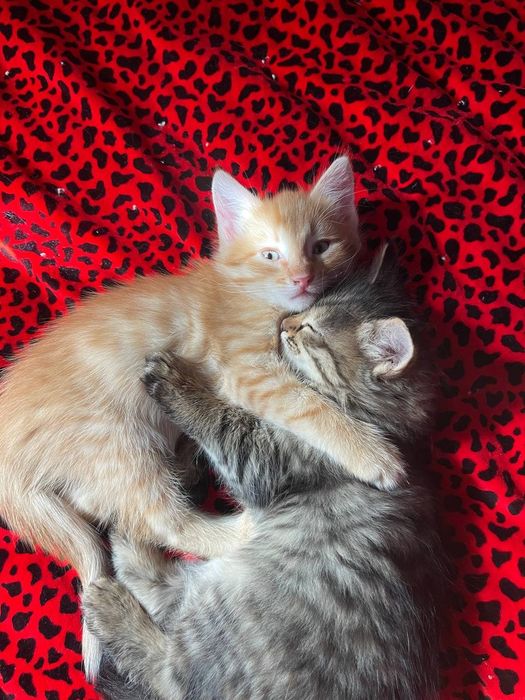 Eshak va oyoqlarni yalash