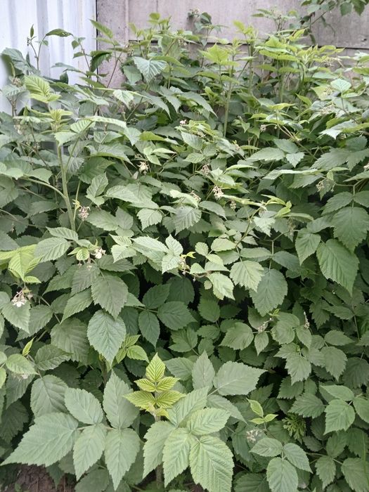 Продам саженцы малины